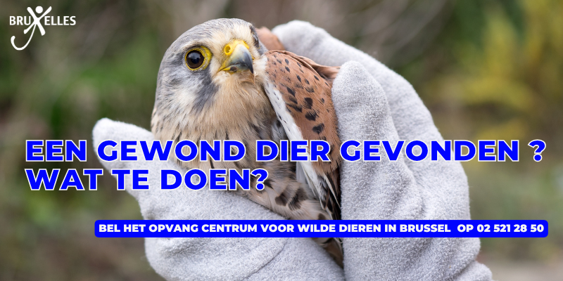 Hulp nodig met je belastingaangifte?, Een gewond dier gevonden? Wat te doen?